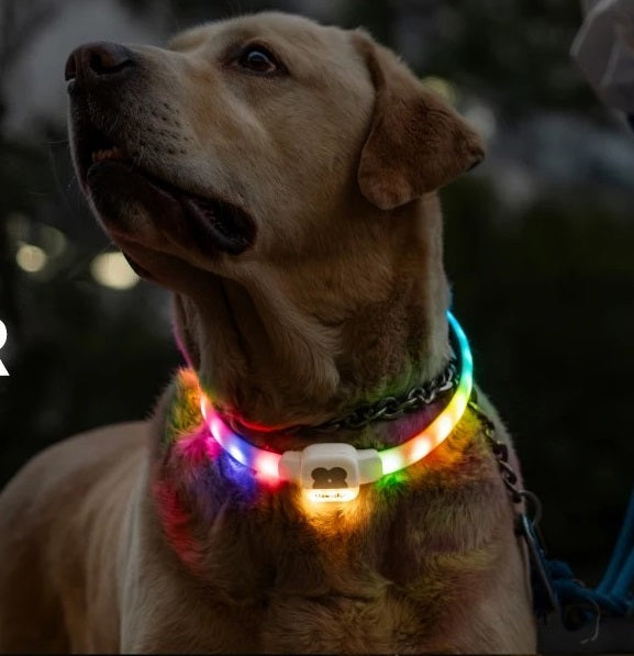 LED Dog Collar with USB Rechargeable Glow in The Dark Waterproof Dog Necklace SIMPLY LED